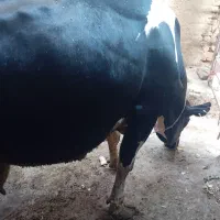 گاو