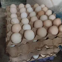 تخم مرغ مرندی اصیل و خالص تخمگذار