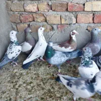 ۲۰تا نر|پرنده|خاش, |دیوار