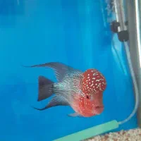 فلاور هورن تایلندی