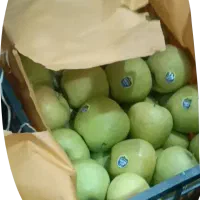 سیب پاییزی باغات اشنویه