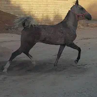اسب مادیان ترکی خوندار و دمگیر|اسب و تجهیزات اسب‌سواری|شیراز, سجادیه|دیوار