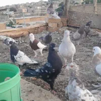 کبوتر تهرانی واصفهانی