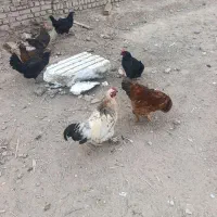 معاوضه خروس برهما با مرغ