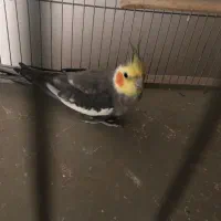 عروس هلندی نر