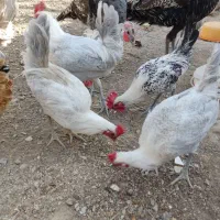 خروس|حیوانات مزرعه|تربتحیدریه, شهید بهشتی|دیوار