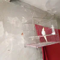 یک عدت عروس هلندی به فروش می‌رسد