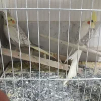 جفت عروس گلباقالی