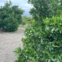 ۳۰۰ متر زمین باغی/شمال/چند پلاک