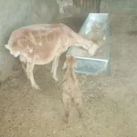 میش و بره|حیوانات مزرعه|سرپل ذهاب, |دیوار