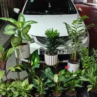 گیاه گل اپارتمانی  برکین سانسوریا پایه رز|گل و گیاه طبیعی|قدس, شهر‌قدس|دیوار