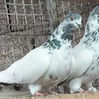 کبوتر. کلدمسبز|پرنده|قائمشهر, |دیوار