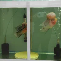 ماهی فلاور|ماهی|بجنورد, |دیوار