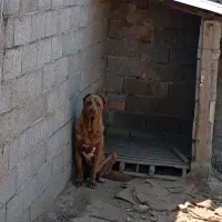 سگ سرابی نگهبان