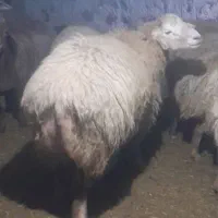 قوچ ساری دامازدخ ساری قولاخ 4دندان