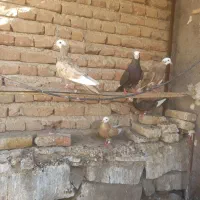 کبوتر گجله