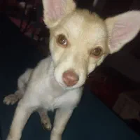 سگ گمشده پاکوتاه