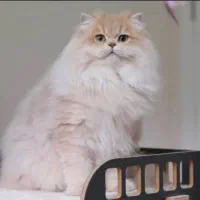 شهر اسکاتیش و بریتیش مو بلند در همه رنگ