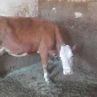گاو سیمینتال|حیوانات مزرعه|بروجرد, |دیوار