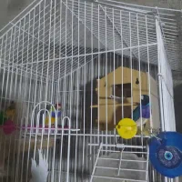 کبوتر فنچ|پرنده|زابل, |دیوار