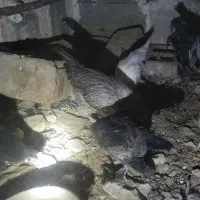 مرغ تخم‌گذار