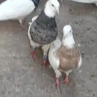 جفت طوقی نروماده درجه یک یک