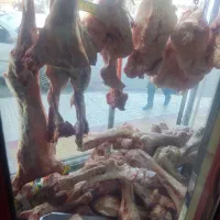 فروش قلم ، پاچه ، دنبه ، جگر