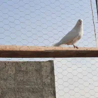 ۱۵تا کفتر جنس خوب|پرنده|کهریزک, |دیوار