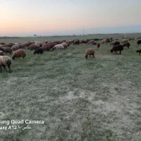 میش ساده قوچ خورده از همو