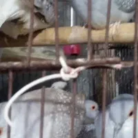 کبوتر تزینی|پرنده|کازرون, |دیوار