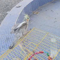 عروس هلندی|پرنده|کوهدشت, |دیوار