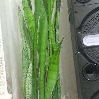 گل شمشیری با گلدان