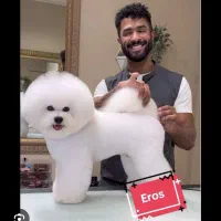 سگ نژاد بیشون فرایز وارداتی از روسیه|سگ|تهران, پونک|دیوار