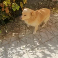 واگذاری  سگ رایگان|سگ|آباده, |دیوار