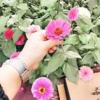 آموزش گیاهان دارویی وطب سنتی همراه با وام 400م