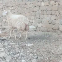 قوچ|عمده‌فروشی|شیروان (خراسان), |دیوار