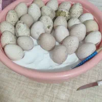 تخم نطفه دار بوقلمون و لاری