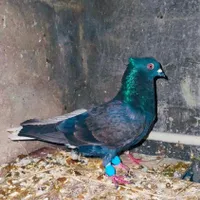زاغ دم سفید