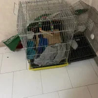 قفس|لوازم جانبی حیوانات|تهران, هاشمی|دیوار
