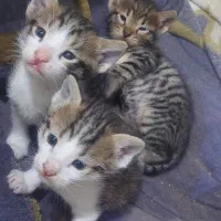 واگذاری گربه