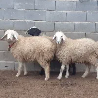 بره ماده،دوبهر،تقلی،میش،بز|حیوانات مزرعه|مبارکه, |دیوار