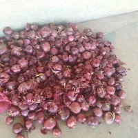 پیاز قرمز|خدمات باغبانی و درختکاری|نقده, |دیوار