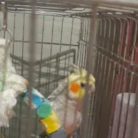 پرنده عروس هلندی