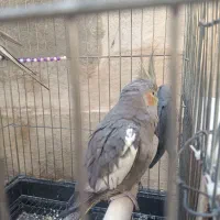 عروس هلندی 1تا نر1تا ماده حدود یک سال و هشت ماه|پرنده|صحنه, |دیوار