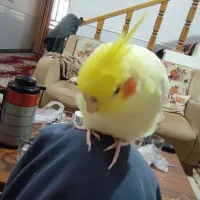 گم شده ساعت ۳|حیوانات|برازجان, |دیوار