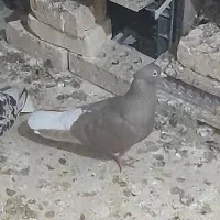 کبوتر فروشی|پرنده|اهواز, زیتون کارمندی|دیوار