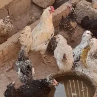 خروس گلین|حیوانات مزرعه|مسجد سلیمان, |دیوار