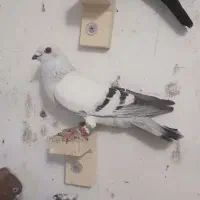 کفتر رنگی|پرنده|مرودشت, تامین اجتماعی‎|دیوار