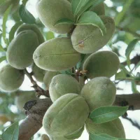 تولید و فروش ارقام دیمی بدون نیاز به آب|خدمات باغبانی و درختکاری|قزوین, |دیوار