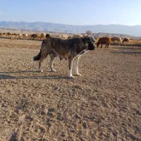 سگ ماده|سگ|آشخانه, |دیوار